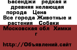 Басенджи - редкая и древняя нелающая порода › Цена ­ 50 000 - Все города Животные и растения » Собаки   . Московская обл.,Химки г.